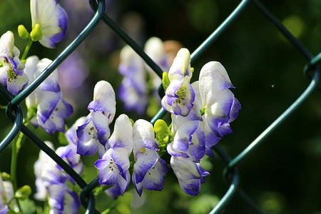 Не сажайте и не трогайте: 9 опасных растений, которые могут быть на даче