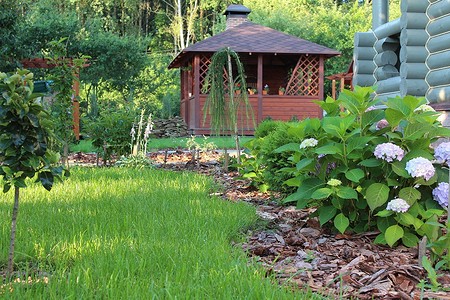 Быстрорастущие деревья и кустарники: 12 видов, которые украсят ваш сад (с фото)