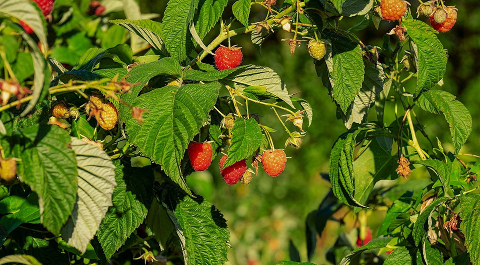 Посадка малины осенью: преимущества, сроки, схема высадки и ошибки Посадка малины осенью: преимущества, сроки, схема высадки и ошибки
