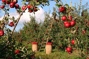 Плодовые деревья осенью: 8 обязательных дел по уходу, которые нужно выполнить дачнику уже сейчас