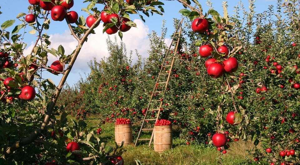 Осеннее удобрение плодовых деревьев: советы и рекомендации для успешного плодоношения