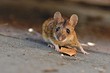 Как использовать березовый деготь от мышей: 6 способов для участка, дома и посадочного материала
