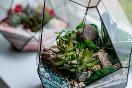 Как сделать флорариум своими руками: инструкция пошагово, видео, фото и полезные советы