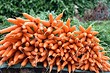Как оставить морковь на грядке на зиму, чтобы сохранить ее до весны: советы