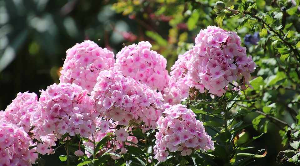 Когда пересаживать флоксы осенью: сроки и советы по пересадке для пышного цветения весной Когда пересаживать флоксы осенью: сроки и советы по пересадке для пышного цветения весной