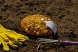 Можно ли сажать озимый лук: когда и как это делать, сроки для разных регионов