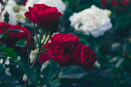 Когда пересаживать розы осенью: сроки, правила и ценные советы