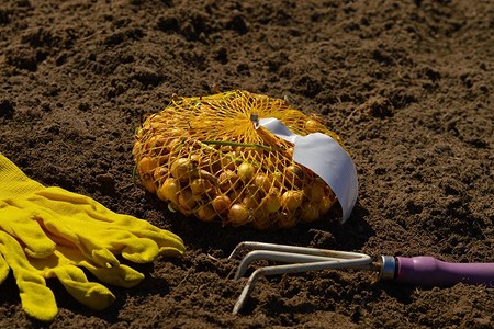 Можно ли сажать озимый лук: когда и как это делать, сроки для разных регионов