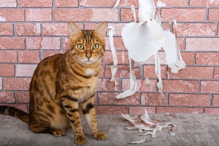 Как отучить кошку драть обои и не потерять доверие своего питомца: полезные советы