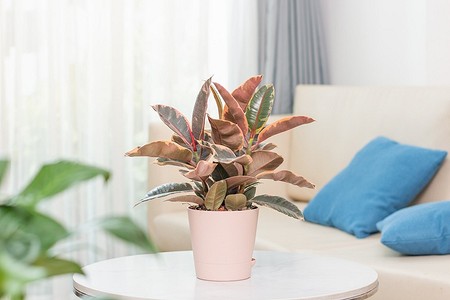 Фикус в интерьере: удачные места в квартире и советы по уходу (49 фото)