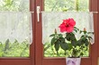 Гибискус комнатный: уход в домашних условиях, тонкости выращивания и пересадки