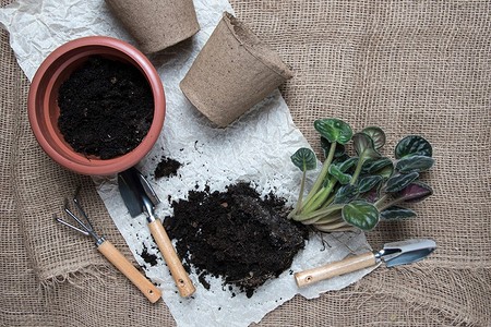 Как размножить фиалку: 4 доступных способа