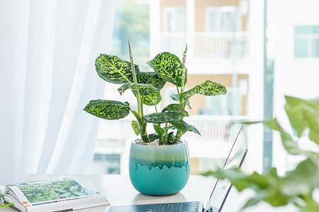 Почему желтеет диффенбахия: 8 причин и как это исправить