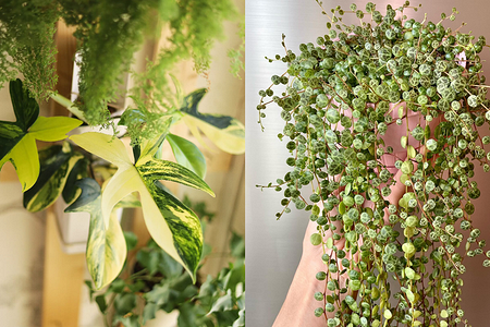 8 комнатных растений, которые должны появиться у вас дома в новом году