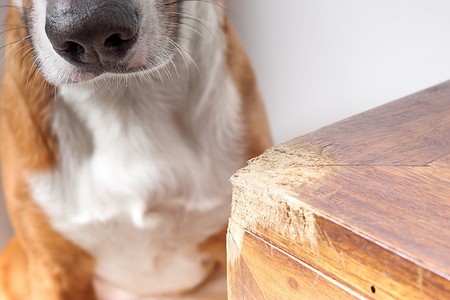 Собака грызет мебель: 8 причин и что делать