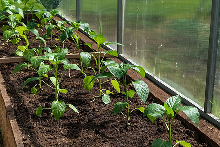 Посадка перца на рассаду в феврале: сроки, календарь с датами-2024, правила посадки