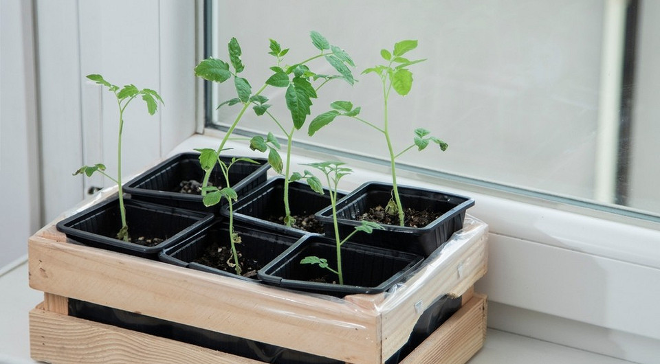 Как и чем подкормить рассаду, чтобы был отличный урожай: 7 лучших удобрений