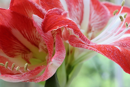 7 домашних растений, опасных для здоровья