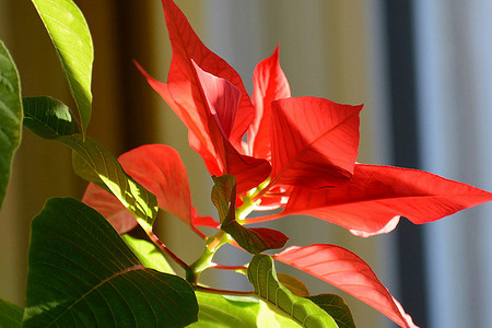 9 домашних растений, которые отвлекут от старого ремонта