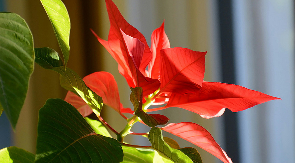 9 домашних растений, которые отвлекут от старого ремонта 9 домашних растений, которые отвлекут от старого ремонта