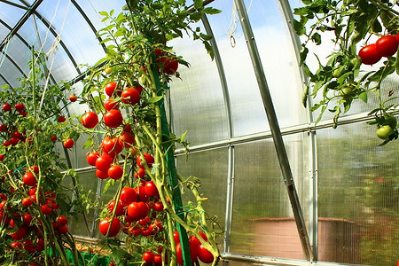 15 пар овощных культур, которые не уживутся в одной теплице