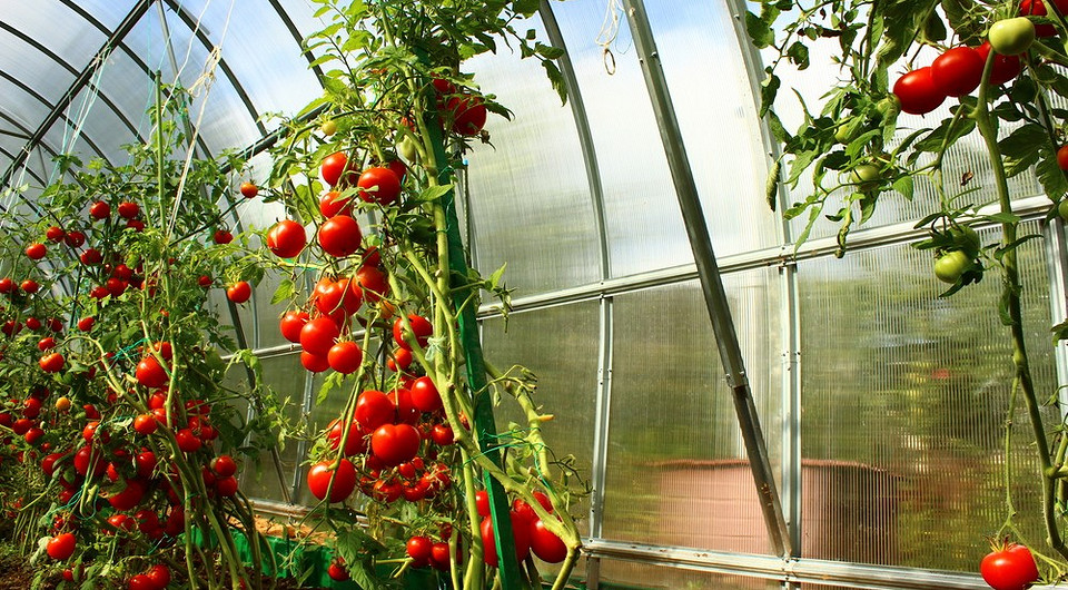 15 пар овощных культур, которые не уживутся в одной теплице