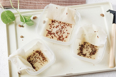 В чем и как замачивать семена перед посевом: 9 проверенных средств для лучшего урожая