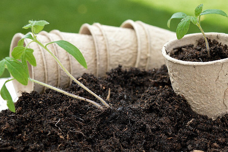 Когда сажать помидоры в марте 2024: лунный календарь, сроки с учетом сорта