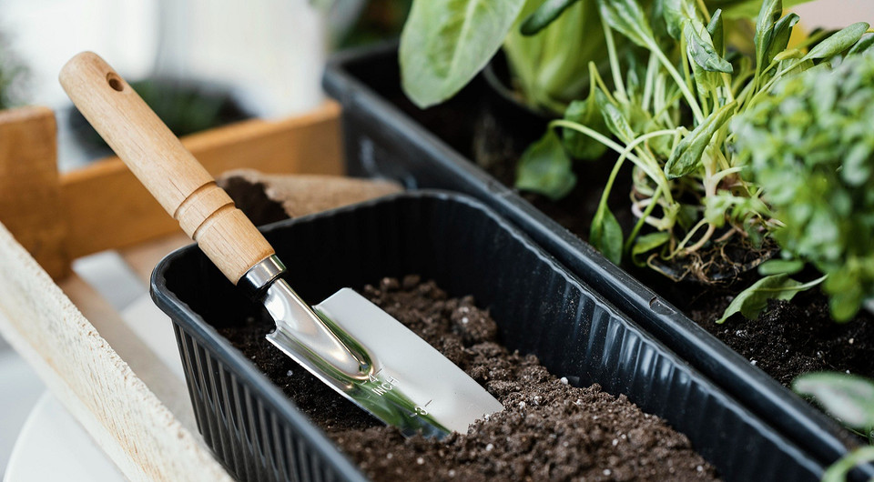 8 правил, которые помогут подготовить рассаду к высадке в открытый грунт