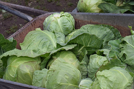 Когда в 2024 году сажать капусту на рассаду: календарь, пример расчета и полезные советы