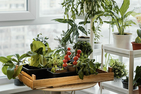 Если у вас нет дачи: 9 культур, которые можно вырастить на подоконнике