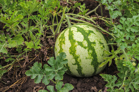 Лучше не сажайте: 8 культур, с которых трудно собрать урожай