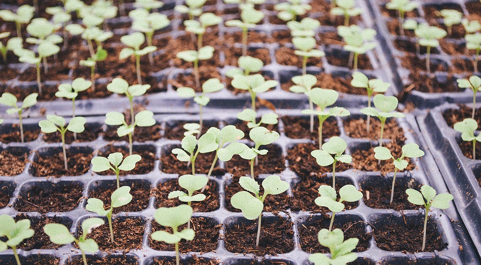 Благоприятные дни для рассады в 2024 году: лунный календарь и полезные советы