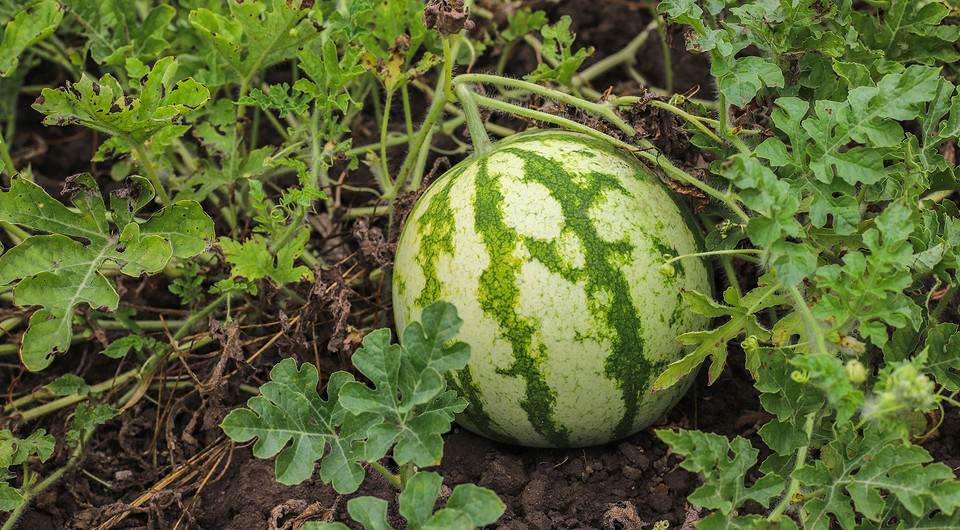 Лучше не сажайте: 8 культур, с которых трудно собрать урожай