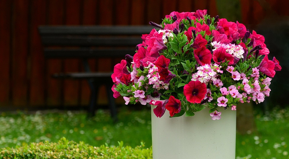 Когда сажать петунию в 2024 году: календарь благоприятных дней, советы по выращиванию