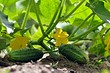 Посадка огурцов в апреле 2024: календарь благоприятных дней и советы для лучшего урожая