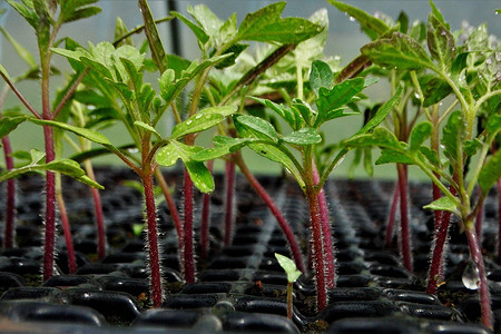 Когда сажать помидоры в 2024 году: календарь с датами и пример расчета, советы по посеву