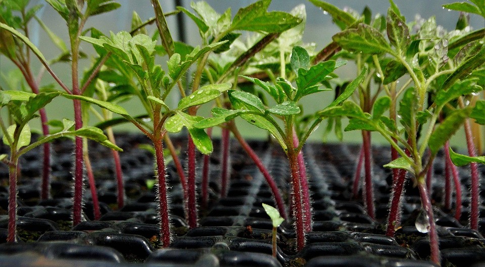 Когда сажать помидоры в 2024 году: календарь с датами и пример расчета, советы по посеву