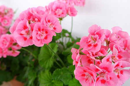 И в горшок, и на клумбу: 13 универсальных растений для дома и дачного участка