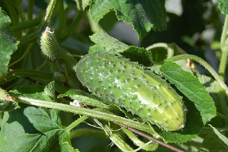 Когда сажать огурцы в 2024 году: календарь благоприятных дней, советы по посадке