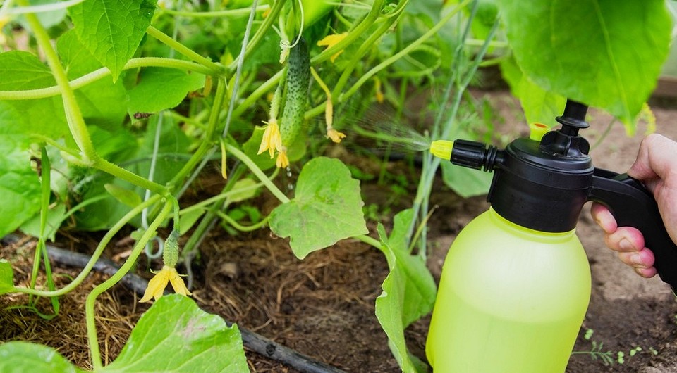 Тля на огурцах в теплице во время плодоношения: 22 средства, чем обработать, чтобы не навредить и сохранить урожай