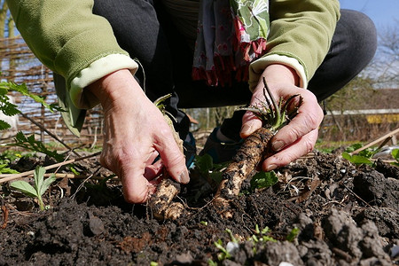 Как избавиться от хрена на участке: 8 рабочих способов, народные средства и гербициды