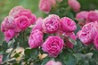 Розы полиантовые: что это такое, популярные сорта и как за ними ухаживать, 34 фото