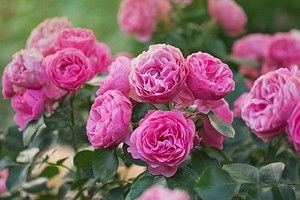 Розы полиантовые: что это такое, популярные сорта и как за ними ухаживать, 34 фото