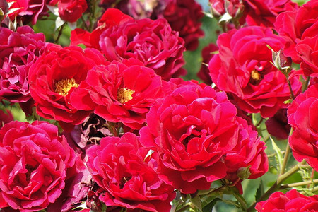 Розы полиантовые: что это такое, популярные сорта и как за ними ухаживать, 34 фото