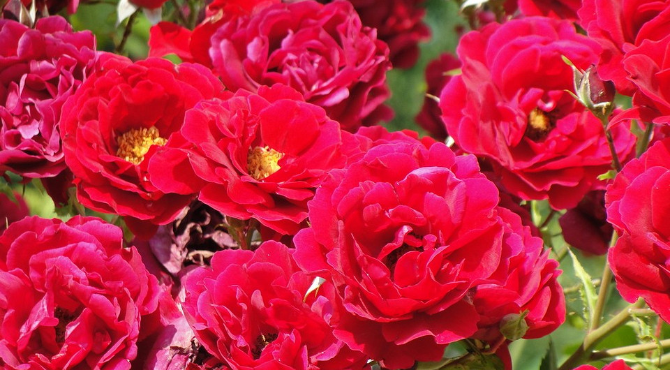 Розы полиантовые: что это такое, популярные сорта и как за ними ухаживать, 34 фото