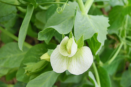 Еще не поздно: 13 видов овощей и зелени для высадки в конце весны