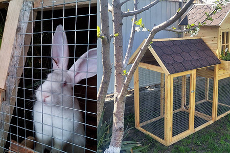 Клетка для кроликов своими руками: как ее сделать, понятные чертежи, 30 фото