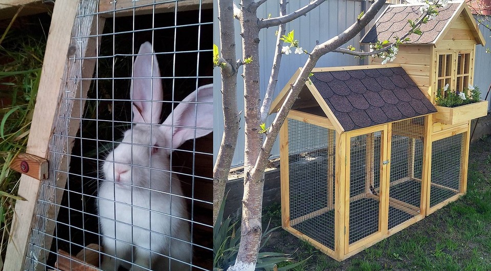 Клетка для кроликов своими руками: как ее сделать, понятные чертежи, 30 фото