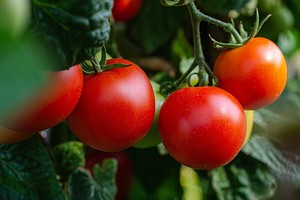 Благоприятные дни для помидоров в мае 2024 года: когда лучше сажать по лунному календарю
